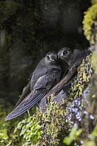 American Black Swift (Cypseloides niger) pair at nest, Montana