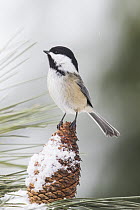 Black-capped Chickadee (Poecile atricapillus) in winter, Troy, Montana