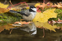 Black-capped Chickadee (Poecile atricapillus) at pond in autumn, Troy, Montana