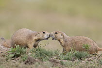 Black-tailed Prairie Dog (Cynomys ludovicianus) pair greeting, South Dakota