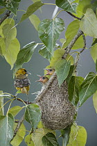 Bullock's Oriole (Icterus bullockii) parent with prey at nest with begging chicks, Montana