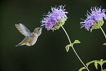 Calliope Hummingbird (Stellula calliope) feeding on flower nectar, Troy, Montana