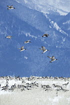 Canada Goose (Branta canadensis) flock landing in winter, Mission Valley, Montana