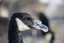Canada Goose (Branta canadensis) with ice-covered bill, Missouri River, Montana