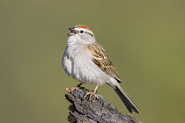 Chipping Sparrow (Spizella passerina) calling in spring, Troy, Montana