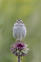 Clay-colored Sparrow (Spizella pallida), Montana