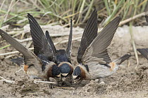 American Cliff Swallow (Petrochelidon pyrrhonota) trio gathering mud for nest building, Montana