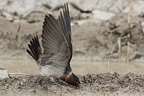 American Cliff Swallow (Petrochelidon pyrrhonota) gathering mud for nest building, Montana