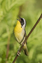 Common Yellowthroat (Geothlypis trichas) calling in spring, Montana