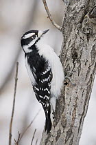 Downy Woodpecker (Picoides pubescens) female in winter, Montana