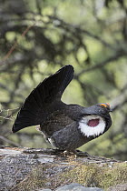 Blue Grouse (Dendragapus obscurus) male displaying in spring, Montana