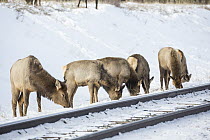 Elk (Cervus elaphus) females grazing along railroad tracks in winter, Alberta, Canada