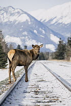 Elk (Cervus elaphus) female on railroad tracks in winter, Alberta, Canada