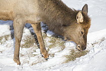 Elk (Cervus elaphus) female grazing on dry grass in winter, Alberta, Canada