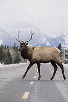 Elk (Cervus elaphus) bull crossing highway, Alberta, Canada