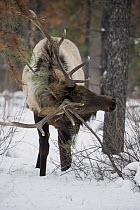 Elk (Cervus elaphus) bull rubbing sapling in winter, Alberta, Canada