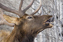 Elk (Cervus elaphus) bull browsing in winter, Montana