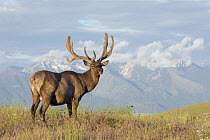 Elk (Cervus elaphus) bull in late spring, Montana