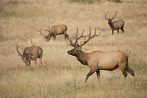 Elk (Cervus elaphus) bulls grazing in late summer, Montana