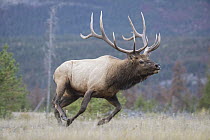 Elk (Cervus elaphus) bull running, Alberta, Canada