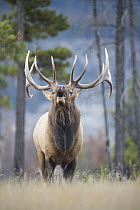 Elk (Cervus elaphus) bull bugling, Alberta, Canada