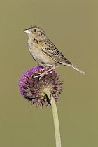 Grasshopper Sparrow (Ammodramus savannarum), Montana