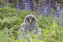 Great Gray Owl (Strix nebulosa) owlet in spring, Yaak, Montana