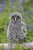 Great Gray Owl (Strix nebulosa) owlet in spring, Yaak, Montana