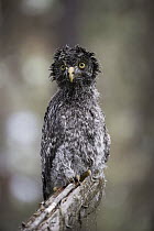 Great Gray Owl (Strix nebulosa) owlet after heavy rainfall, Yaak, Montana