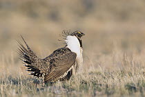 Sage Grouse (Centrocercus urophasianus) male displaying at lek, Montana