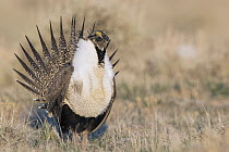 Sage Grouse (Centrocercus urophasianus) male displaying at lek, Montana