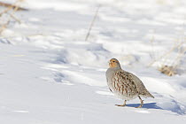 European Partridge (Perdix perdix) in winter, Montana