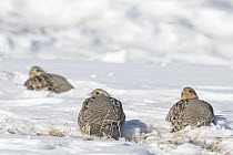 European Partridge (Perdix perdix) trio in winter, Montana