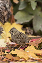 Lincoln's Sparrow (Melospiza lincolnii) in autumn, Troy, Montana