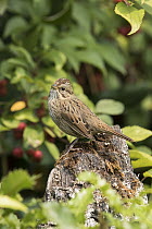 Lincoln's Sparrow (Melospiza lincolnii) in autumn, Montana
