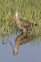 Marbled Godwit (Limosa fedoa) in spring, Montana