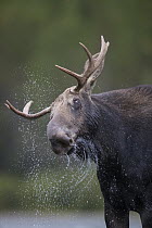 Moose (Alces alces) bull shaking off water, Glacier National Park, Montana