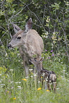 Mule Deer (Odocoileus hemionus) doe with newborn fawn, Montana