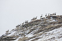 Mule Deer (Odocoileus hemionus) herd on ridge in early spring, Montana