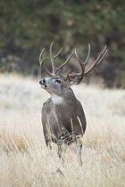 Mule Deer (Odocoileus hemionus) buck in defensive posture in autumn, Montana