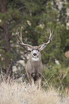 Mule Deer (Odocoileus hemionus) buck in autumn, Montana