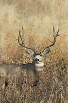 Mule Deer (Odocoileus hemionus) buck in autumn, Montana