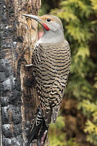 Northern Flicker (Colaptes auratus) male clinging to fire-damaged tree trunk, Montana