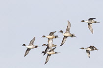 Northern Pintail (Anas acuta) males flying with female in spring courtship display, Montana
