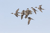 Northern Pintail (Anas acuta) males flying with female in spring courtship display, Montana