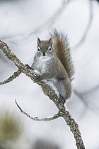 Red Squirrel (Tamiasciurus hudsonicus) in winter, Montana
