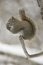 Red Squirrel (Tamiasciurus hudsonicus) feeding in winter, Montana