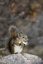 Red Squirrel (Tamiasciurus hudsonicus) feeding on mushroom, Montana