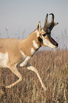 Pronghorn Antelope (Antilocapra americana) buck running, Montana