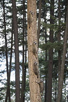 Raccoon (Procyon lotor) mother and juveniles in tree, Montana